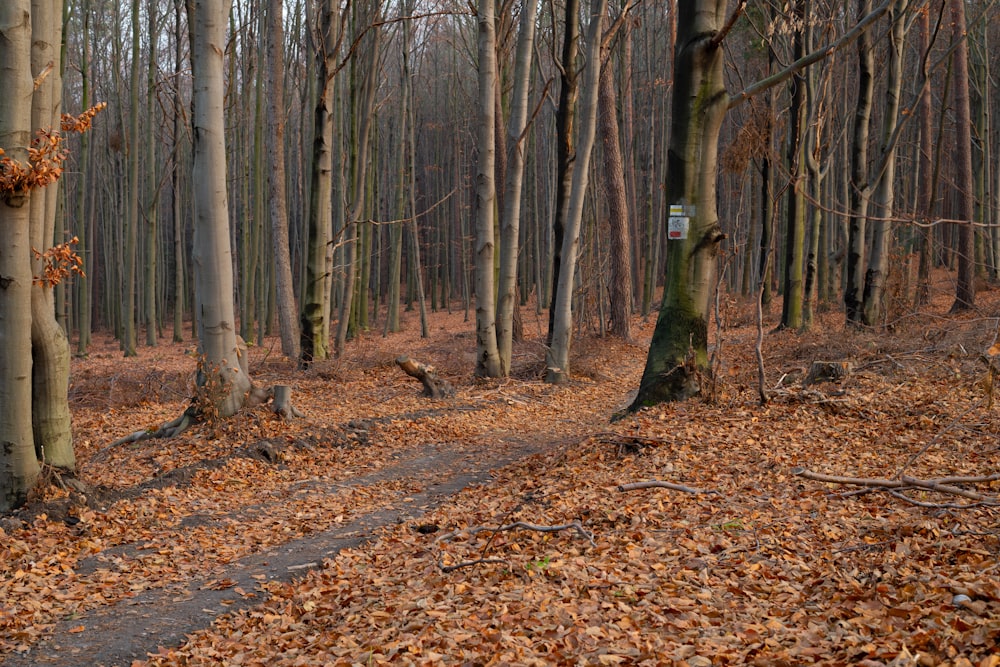 a path in the woods