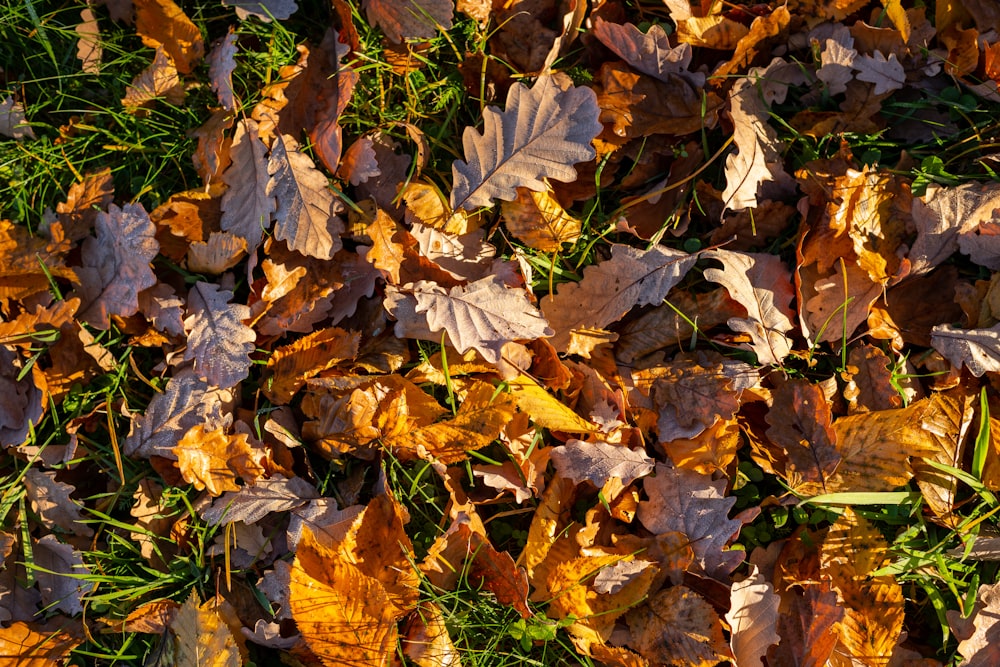 a pile of leaves