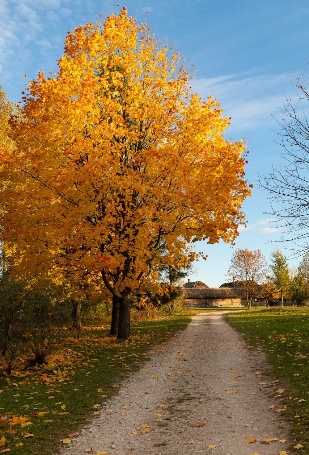 a tree with yellow leaves