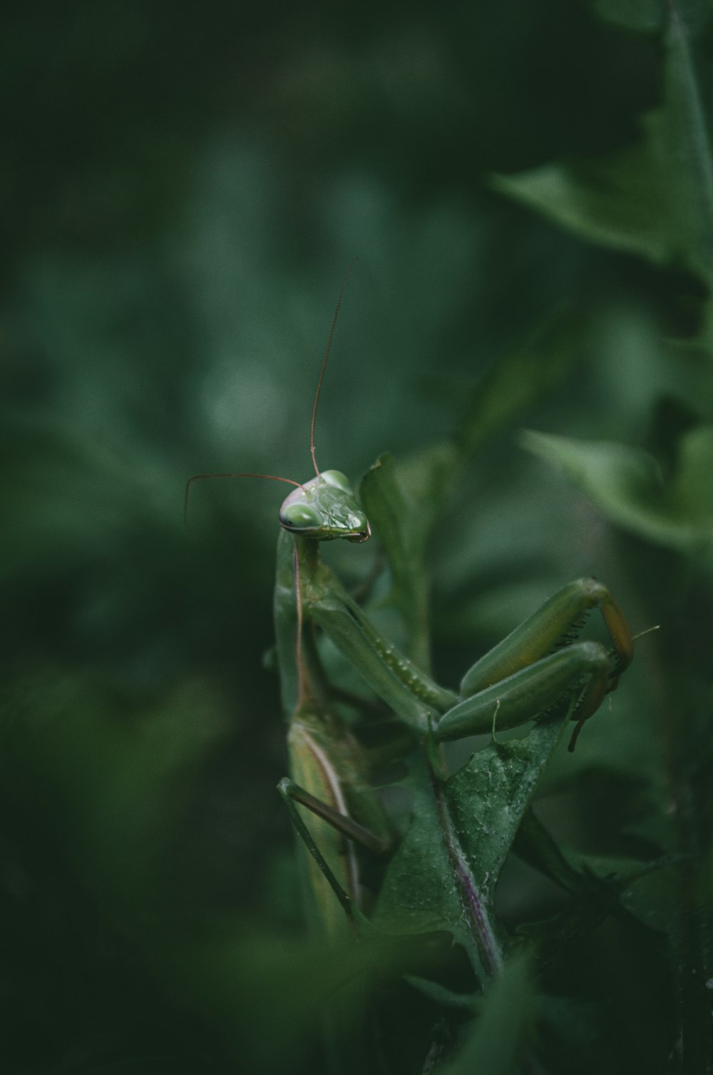 Un insecte sur une feuille