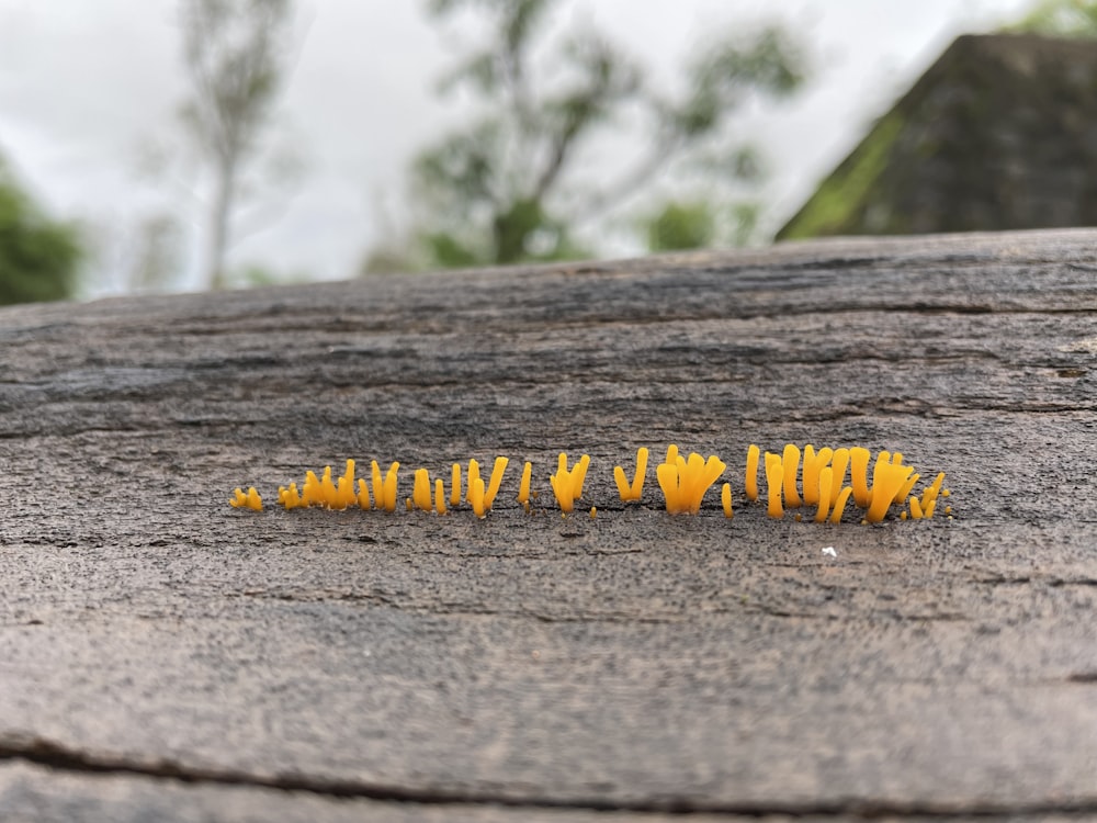 a close up of a chain