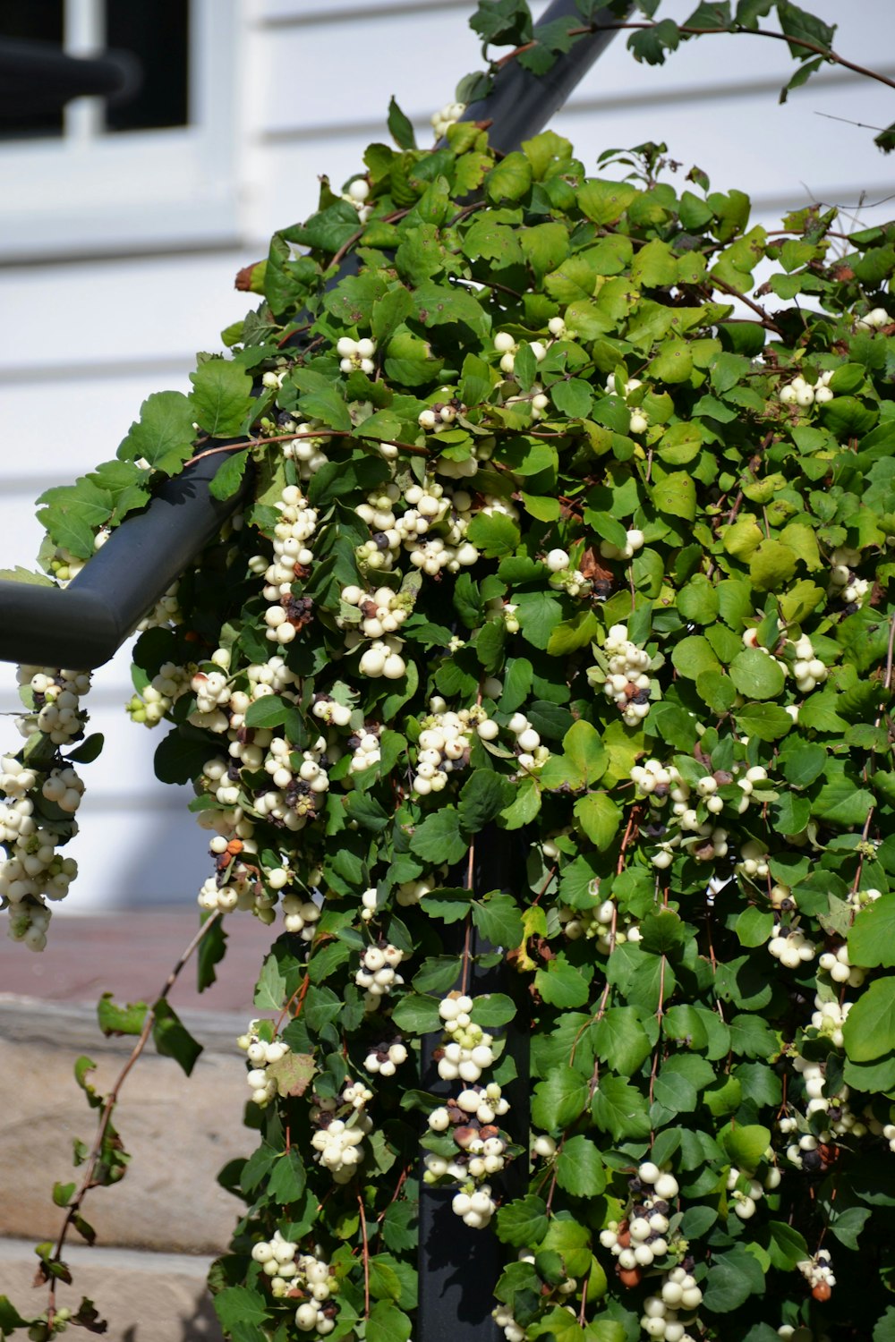 a close up of a plant