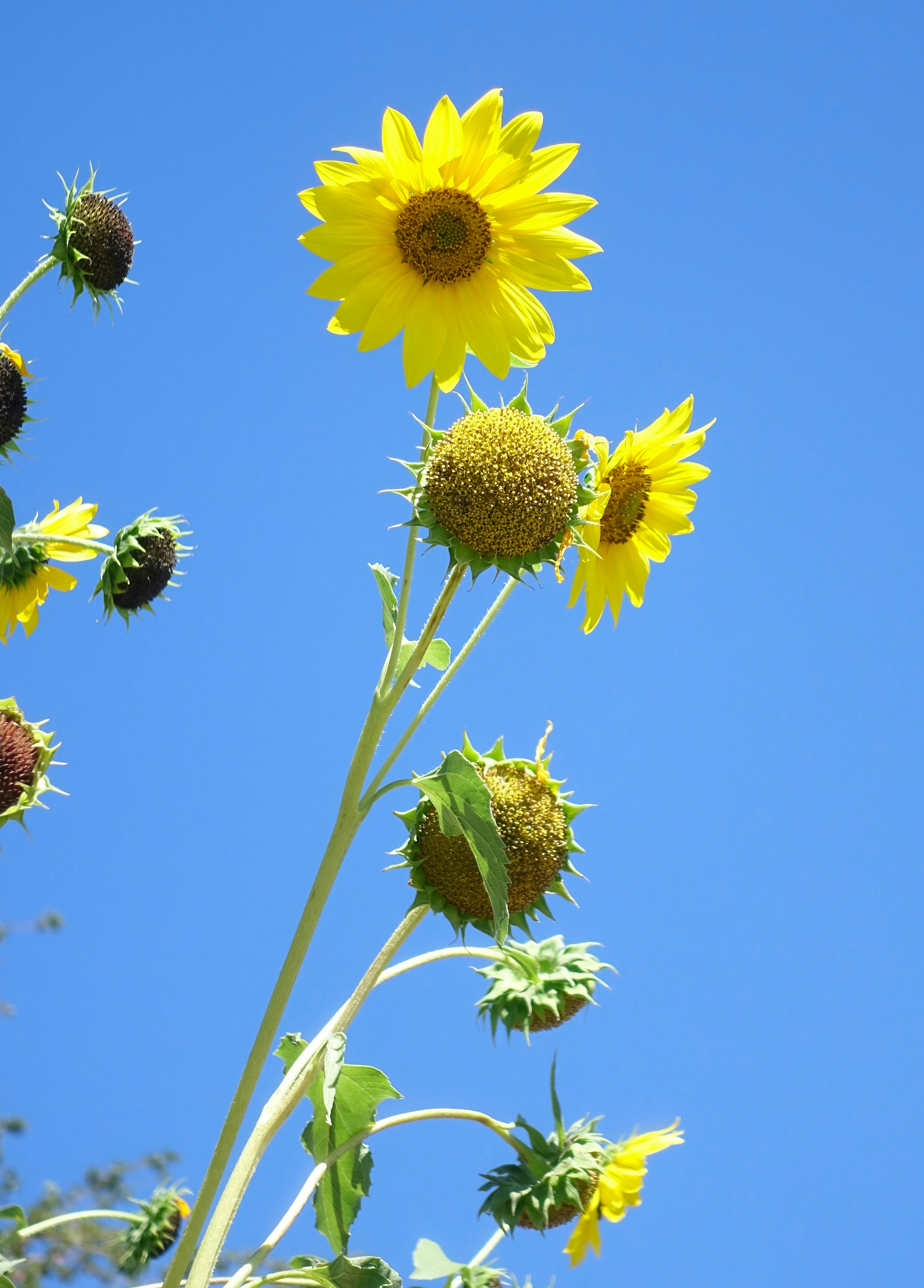 Photo by bullterriere