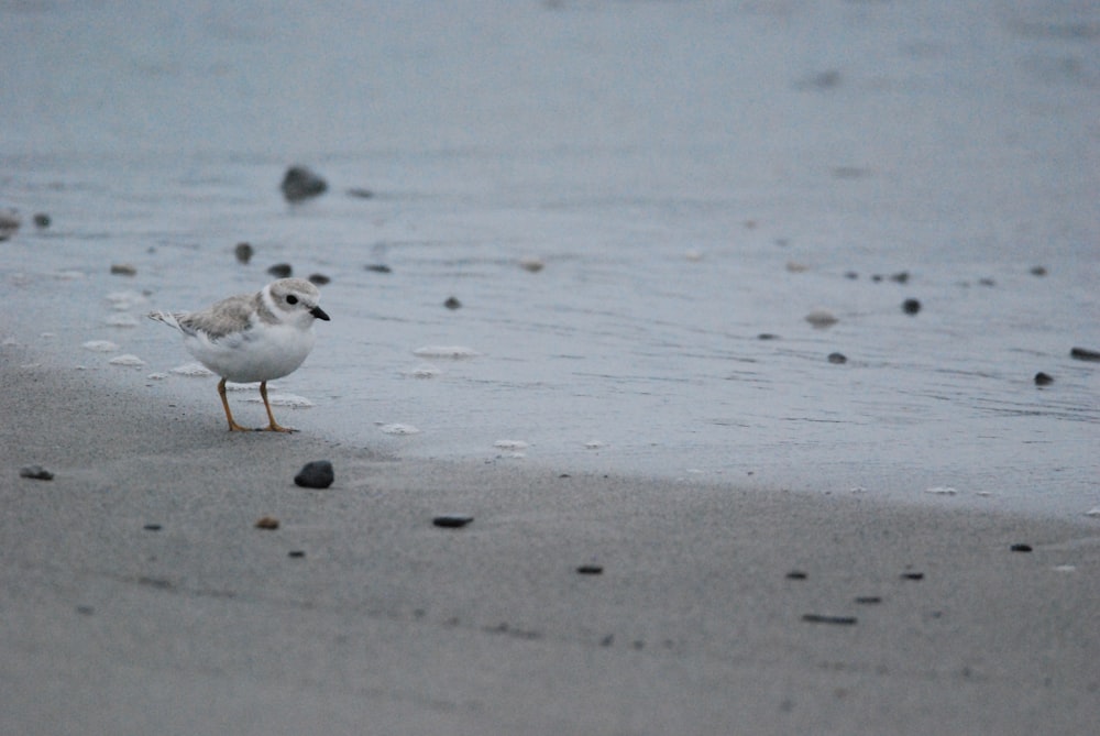 Un pájaro caminando por la playa