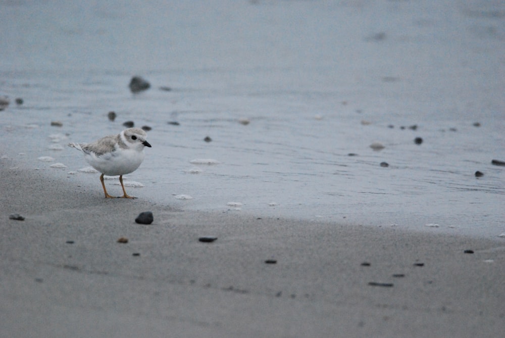 a bird walking on the beach