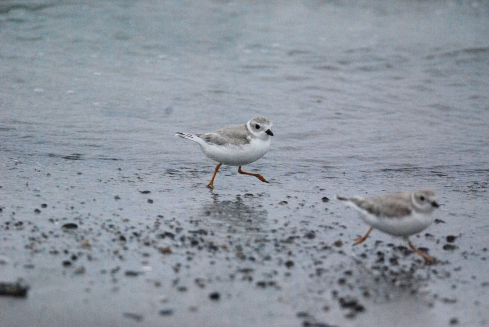 birds walking on the beach