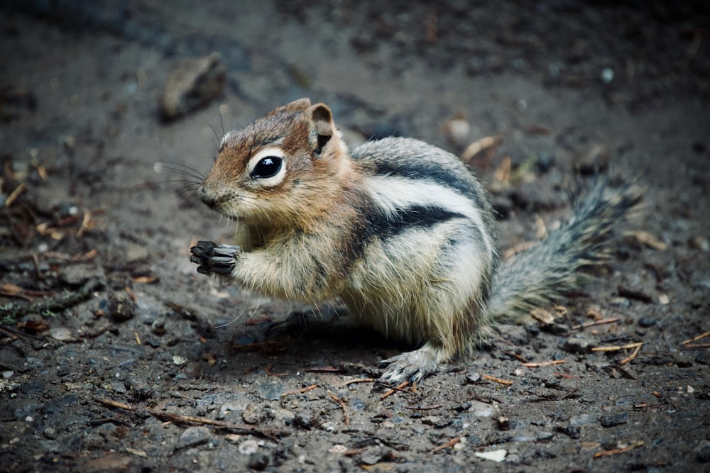 a squirrel standing on the ground