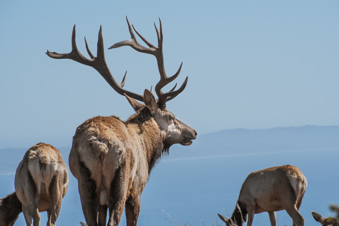a group of animals with antlers, Male tule elk watching over the herd.