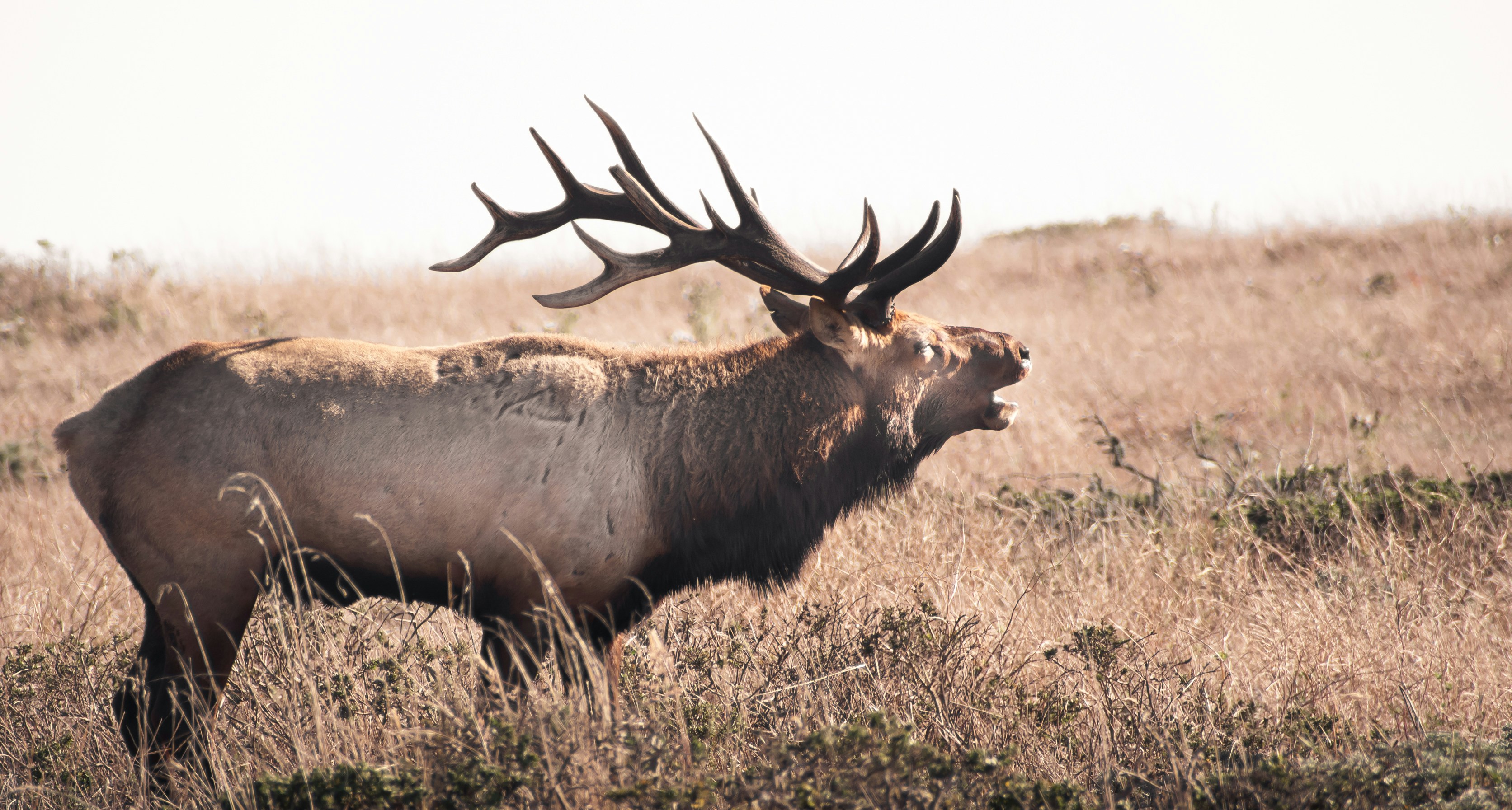 a large elk in a field, Tule elk bull defending his territory.