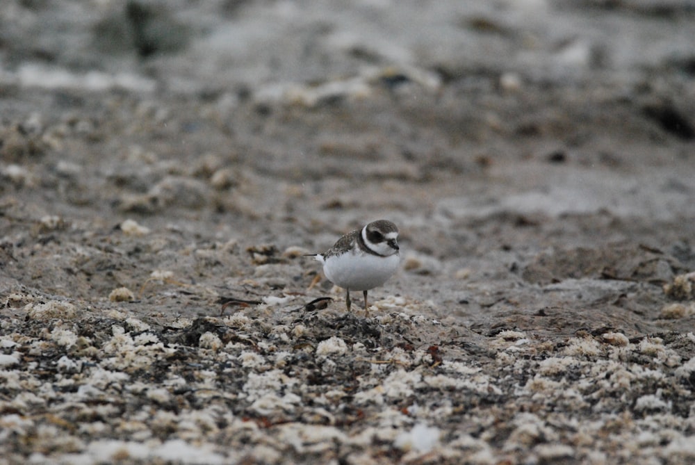 a small bird standing on the ground