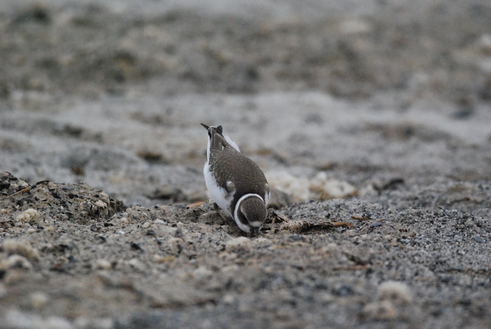 a penguin walking on the sand