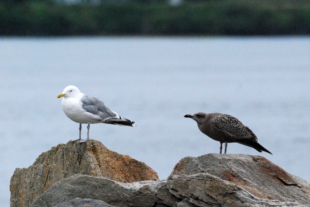 birds on a rock