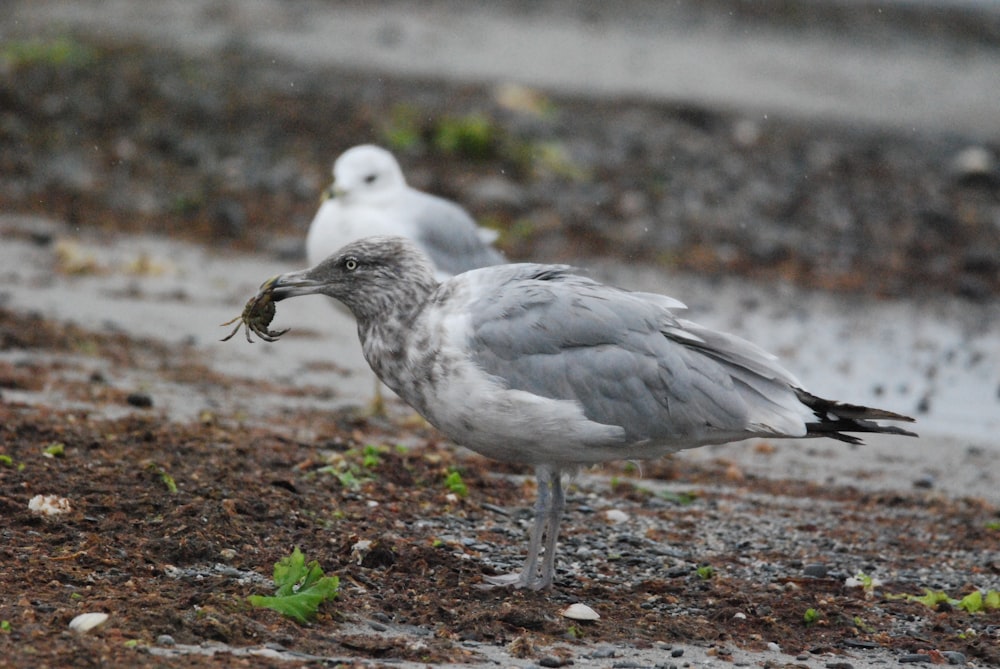 a couple of birds standing on the ground