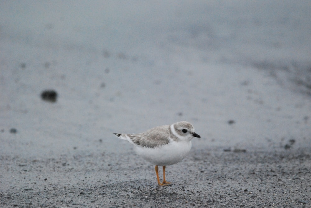 Un pájaro parado en la arena