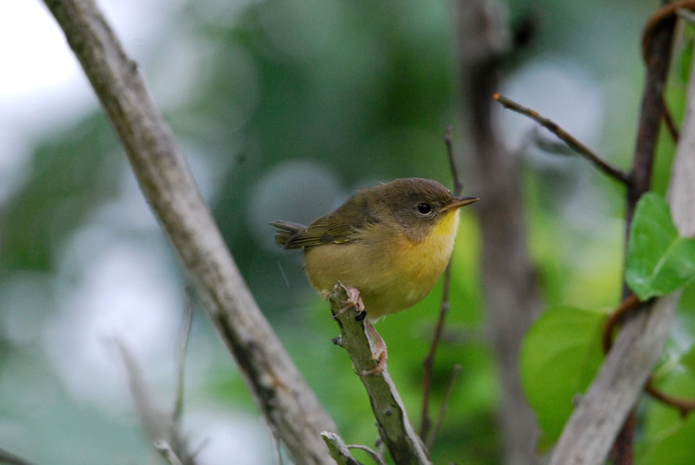 a small yellow bird on a branch