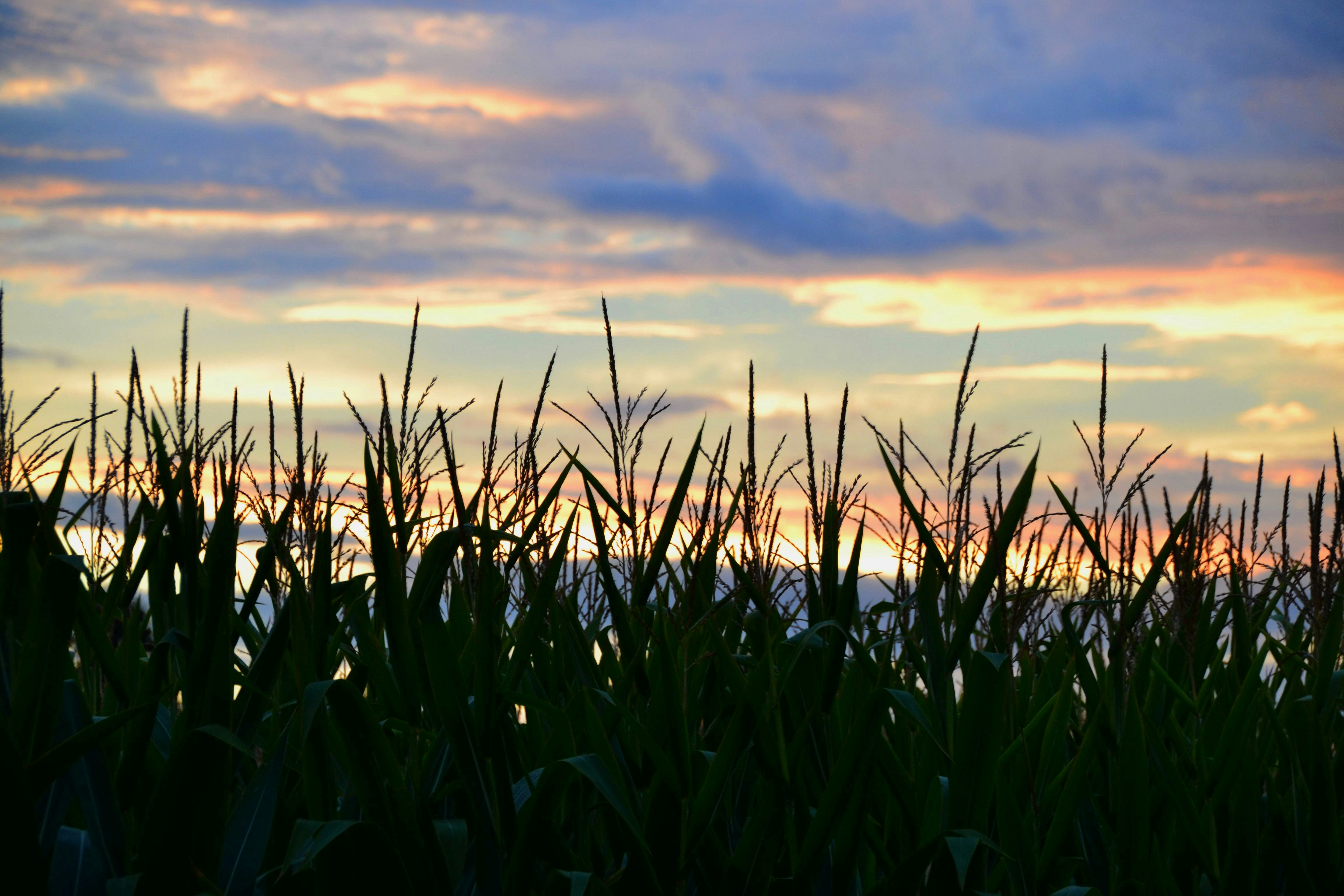 a field of tall grass