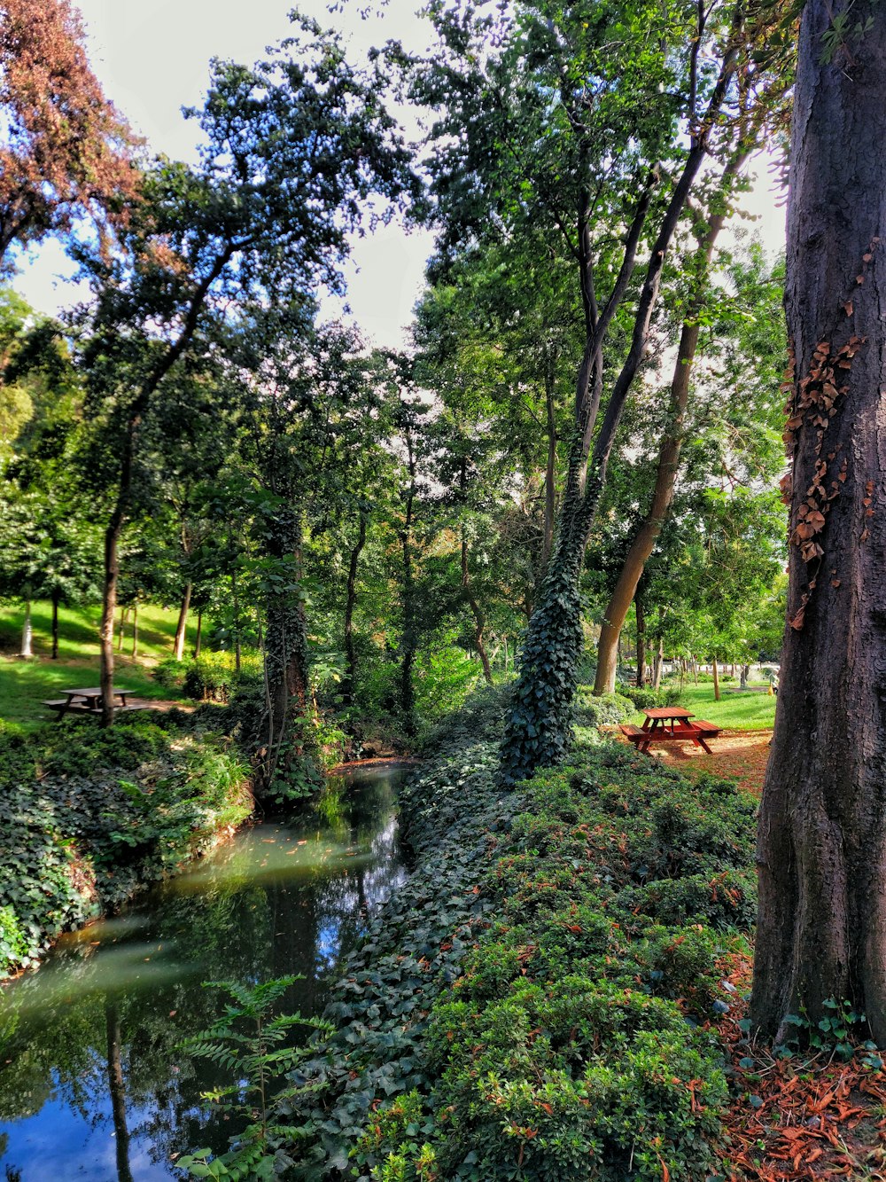 a stream with trees around it