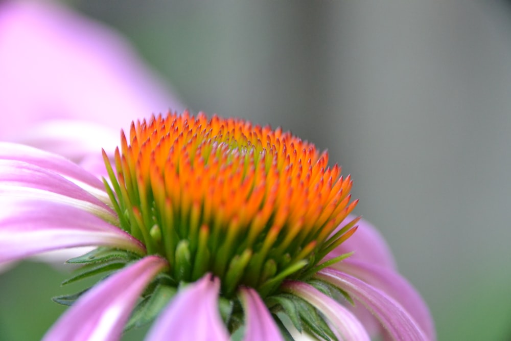 a close up of a flower