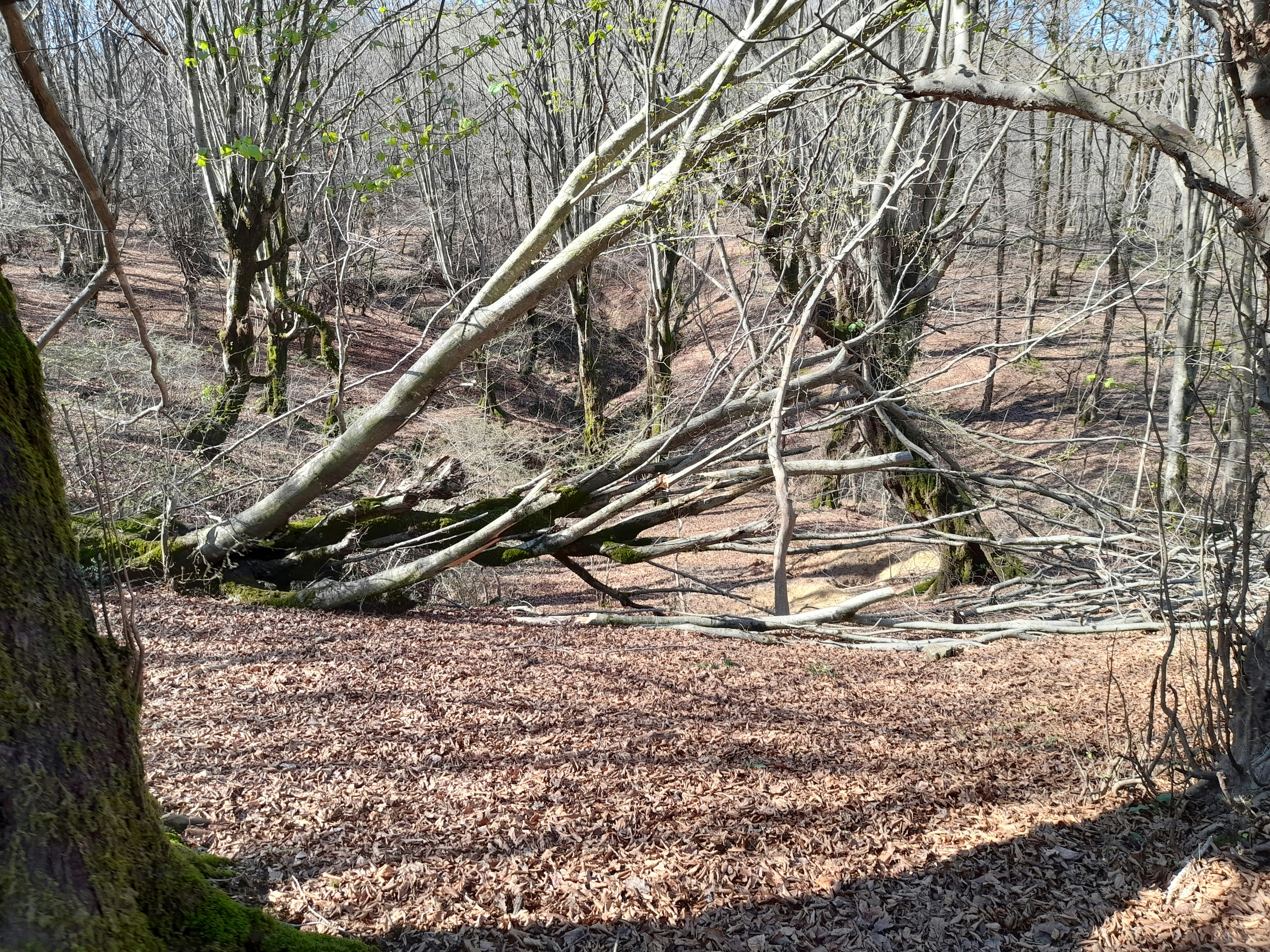 a tree that has fallen