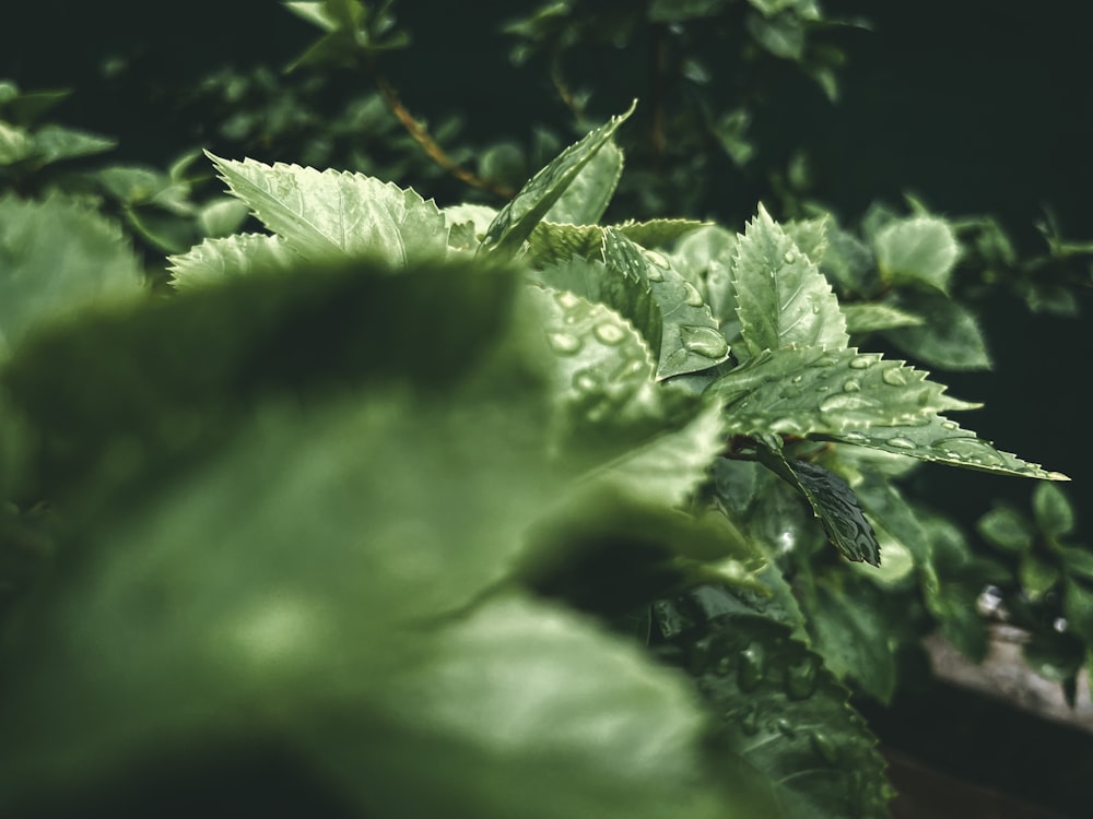 a close-up of a leaf