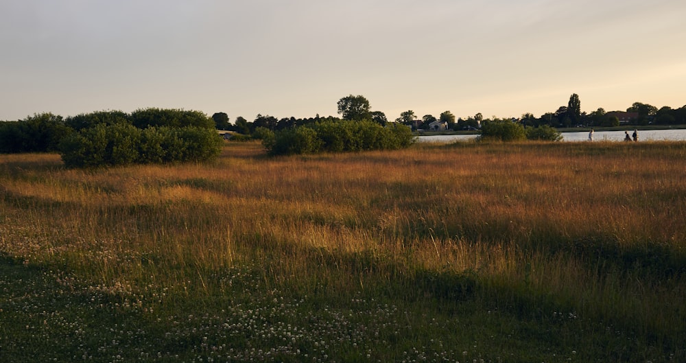 a field of grass with trees in the background