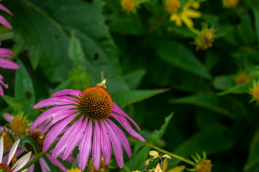 a bee on a purple flower