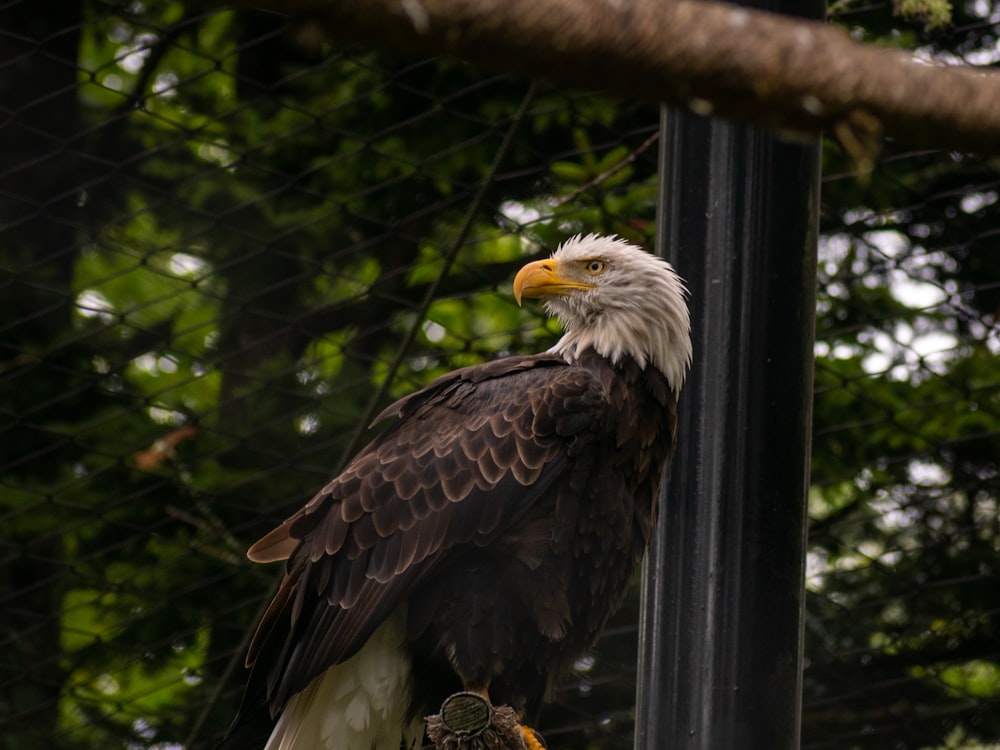 a bird sits on a perch