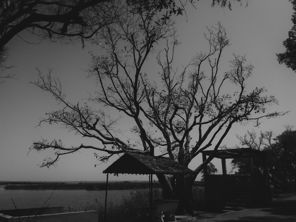 a tree next to a body of water