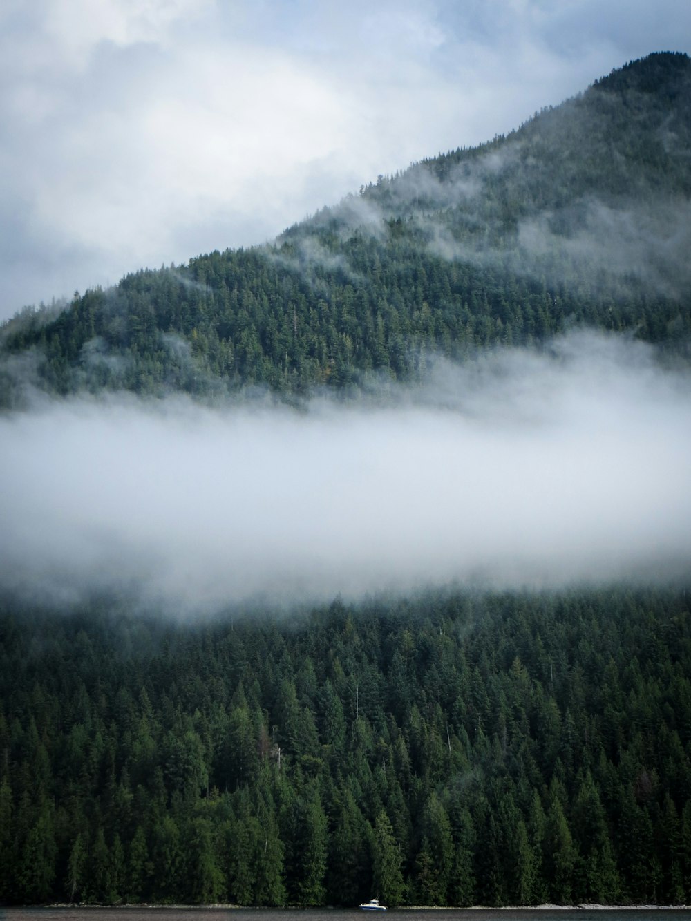 a forest in front of a mountain