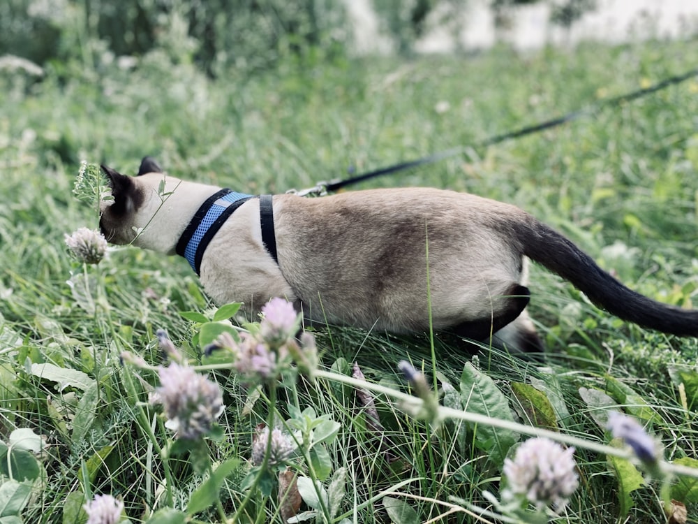 a cat on a leash in a grassy area