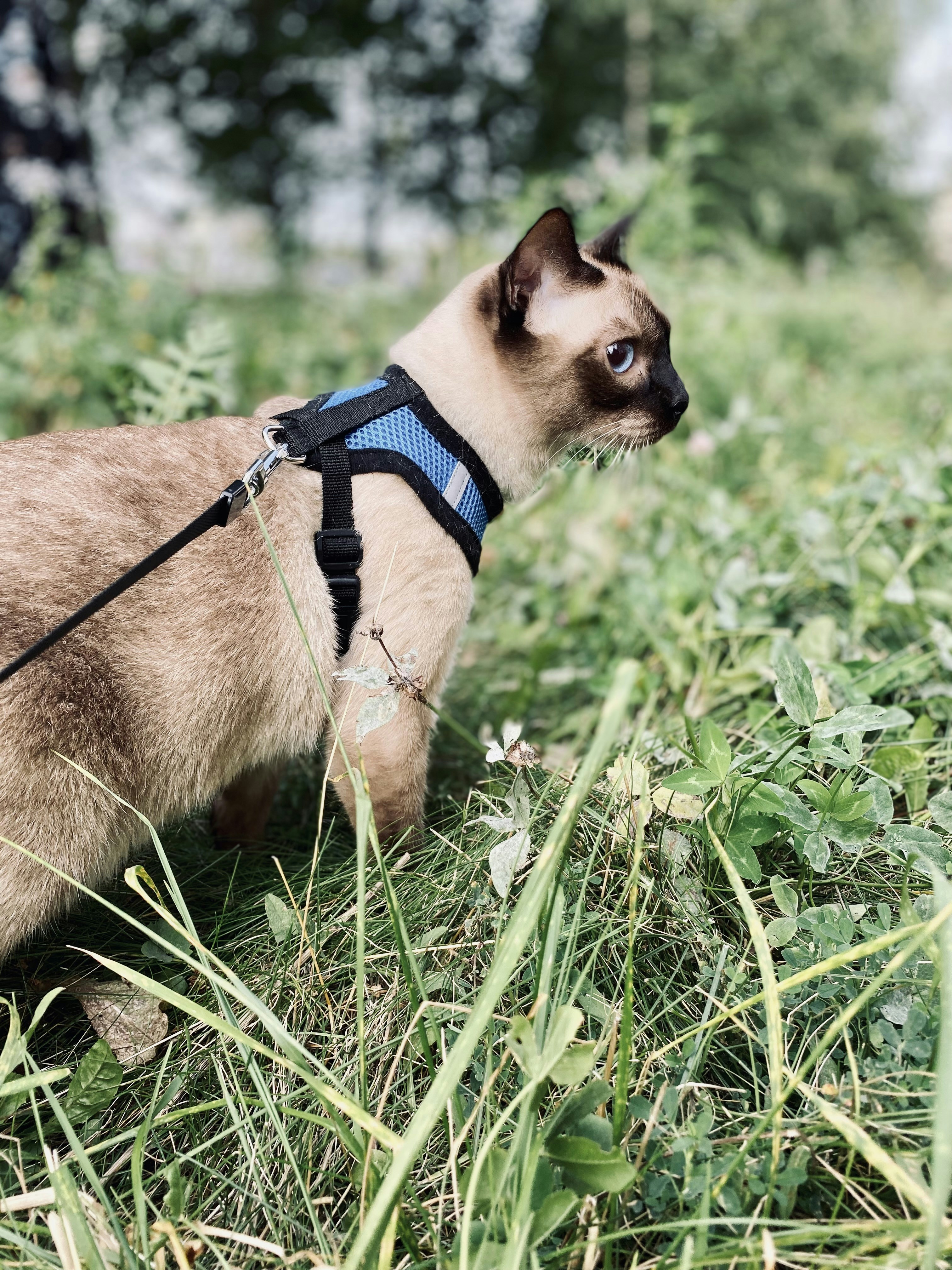 a cat wearing a harness