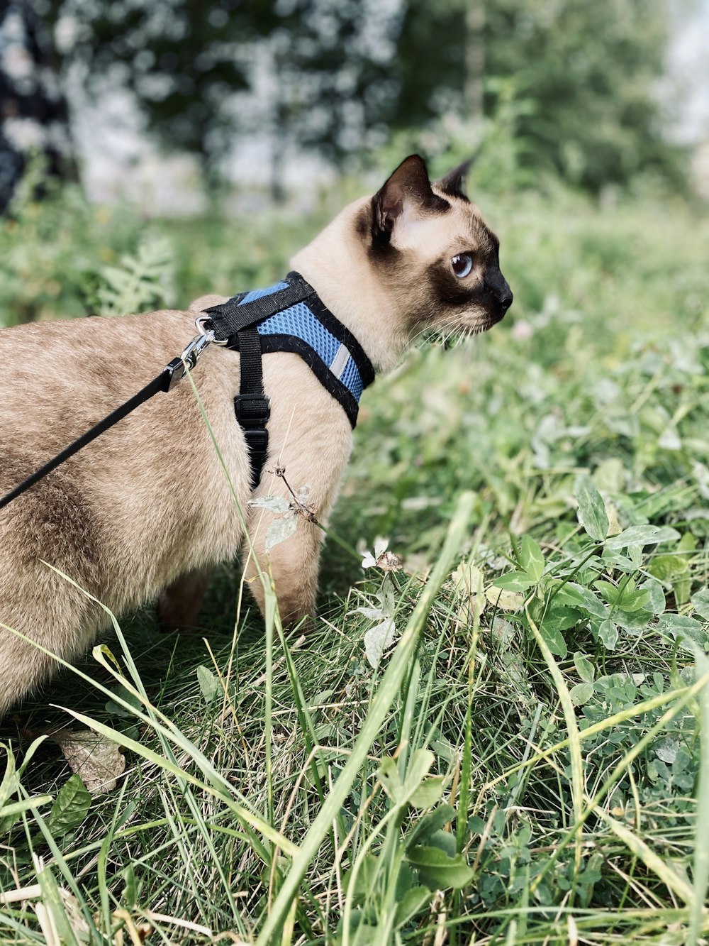 a cat wearing a harness