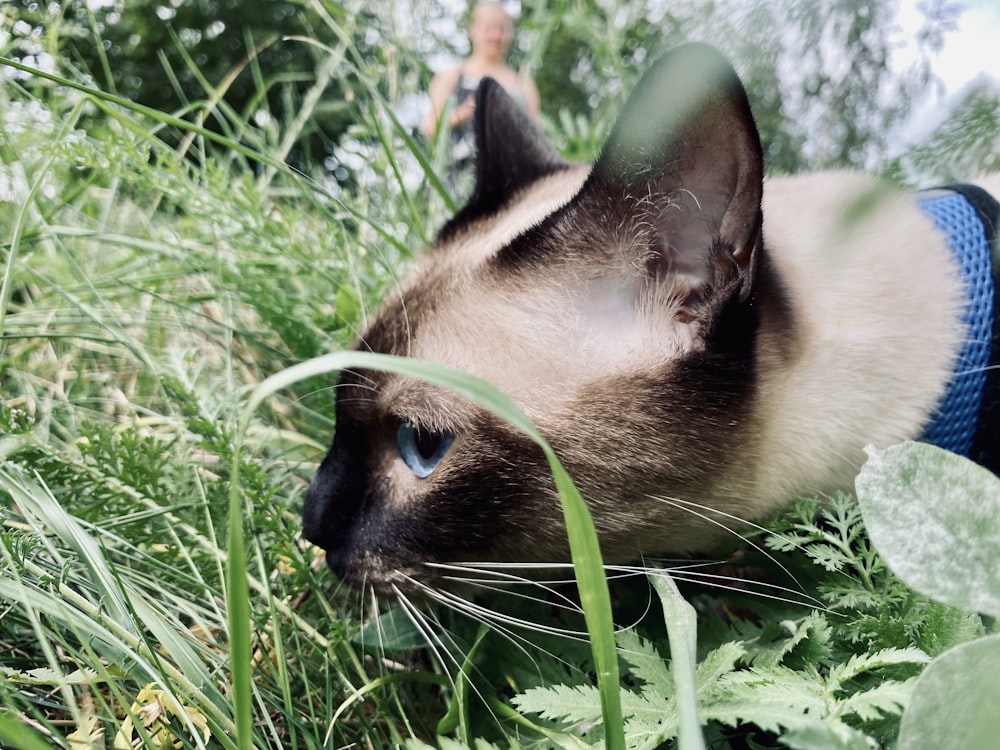 a cat in the grass