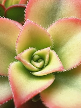 a close up of a flower