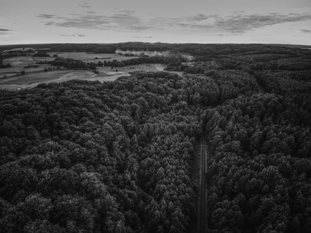 a black and white photo of a forest