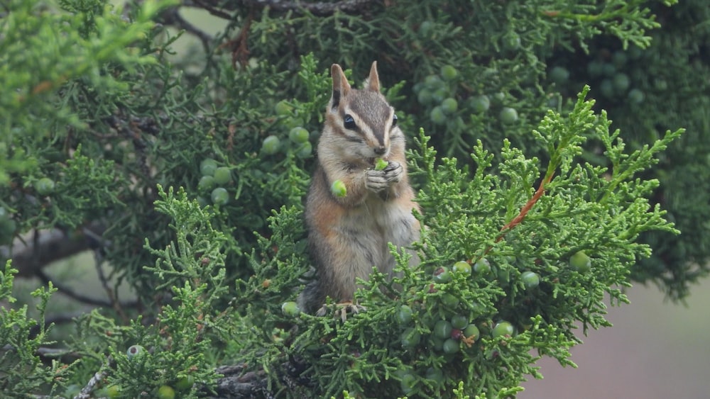 a squirrel in a tree