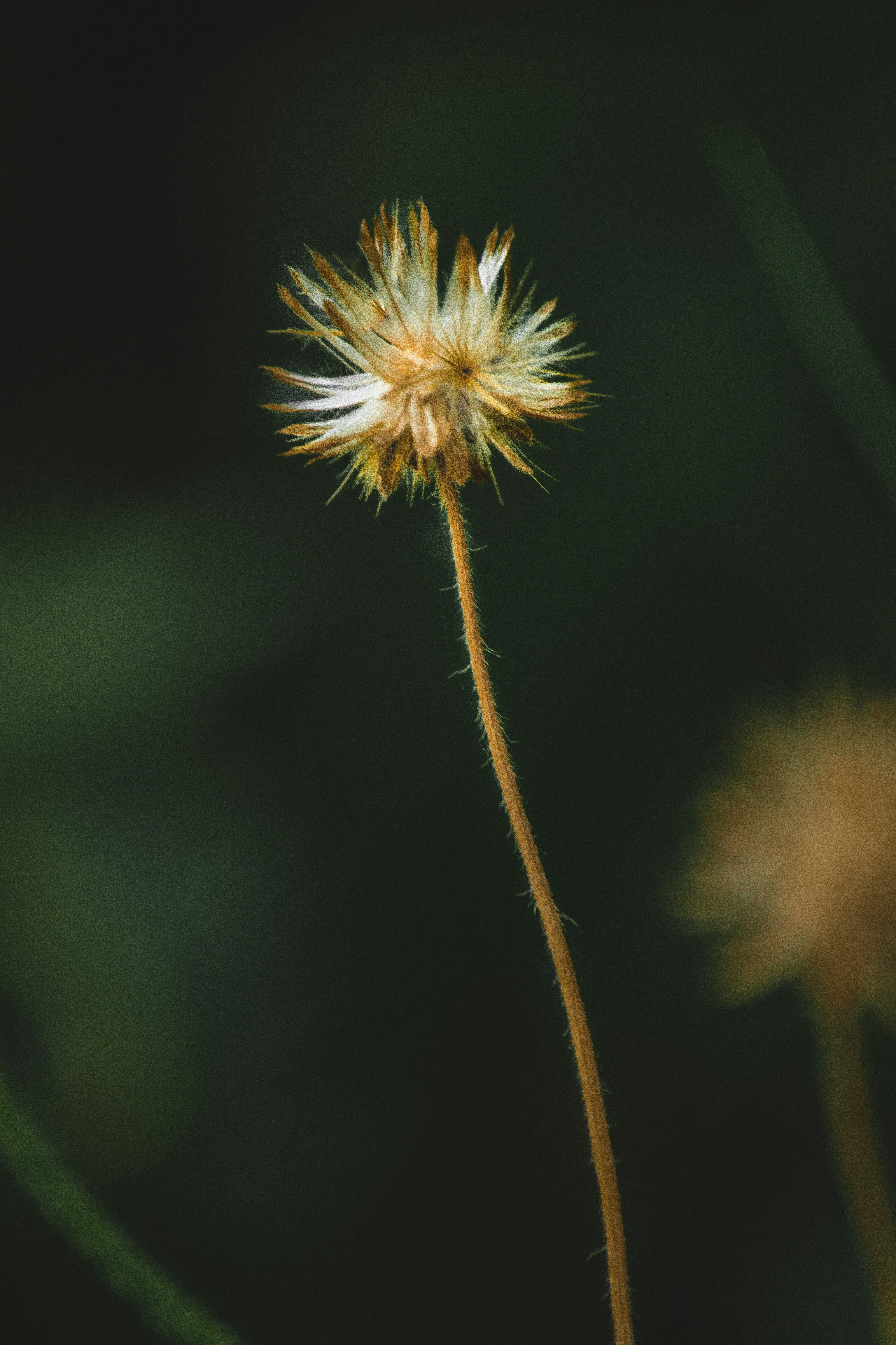 Photo by lucentstreet