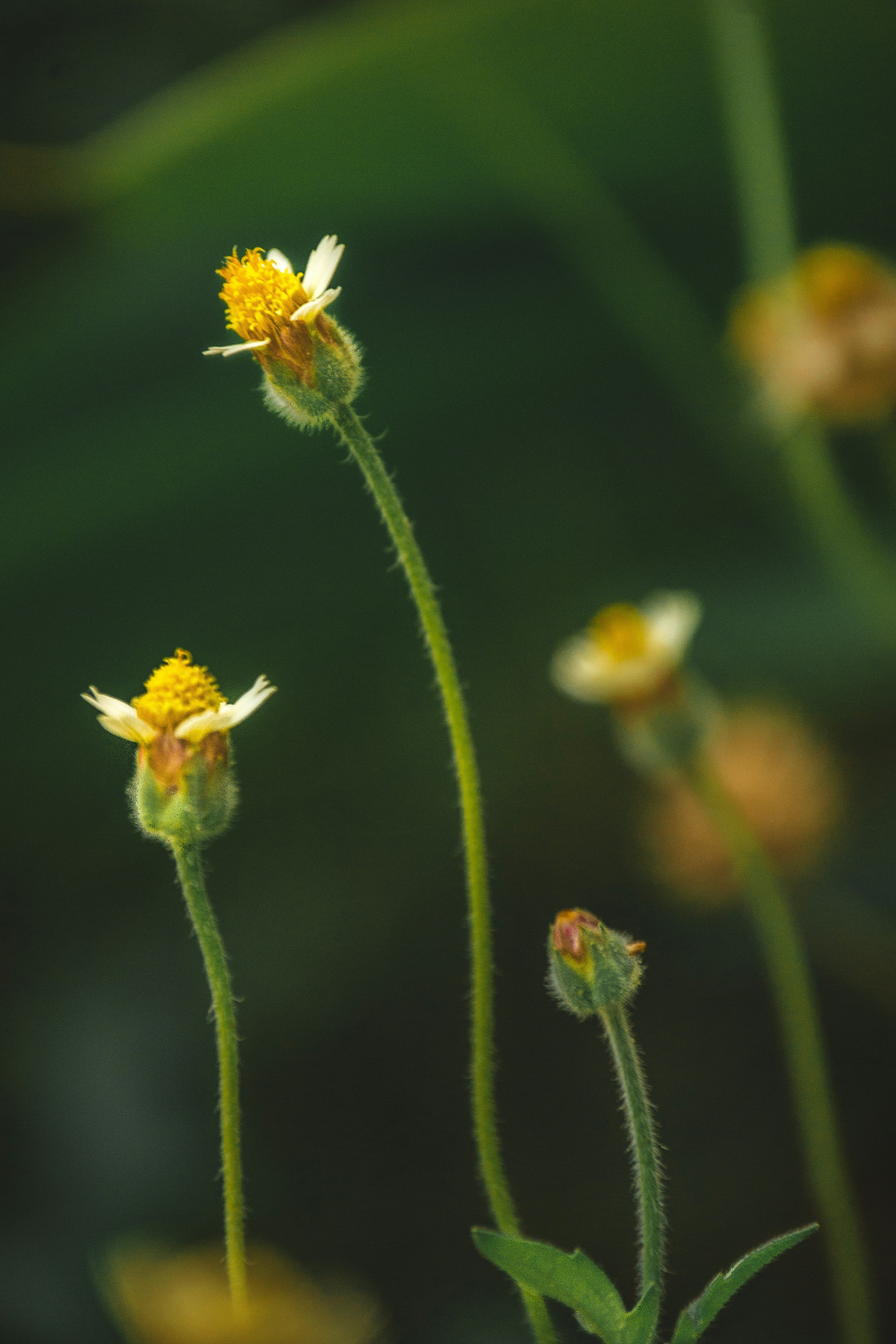 Photo by lucentstreet