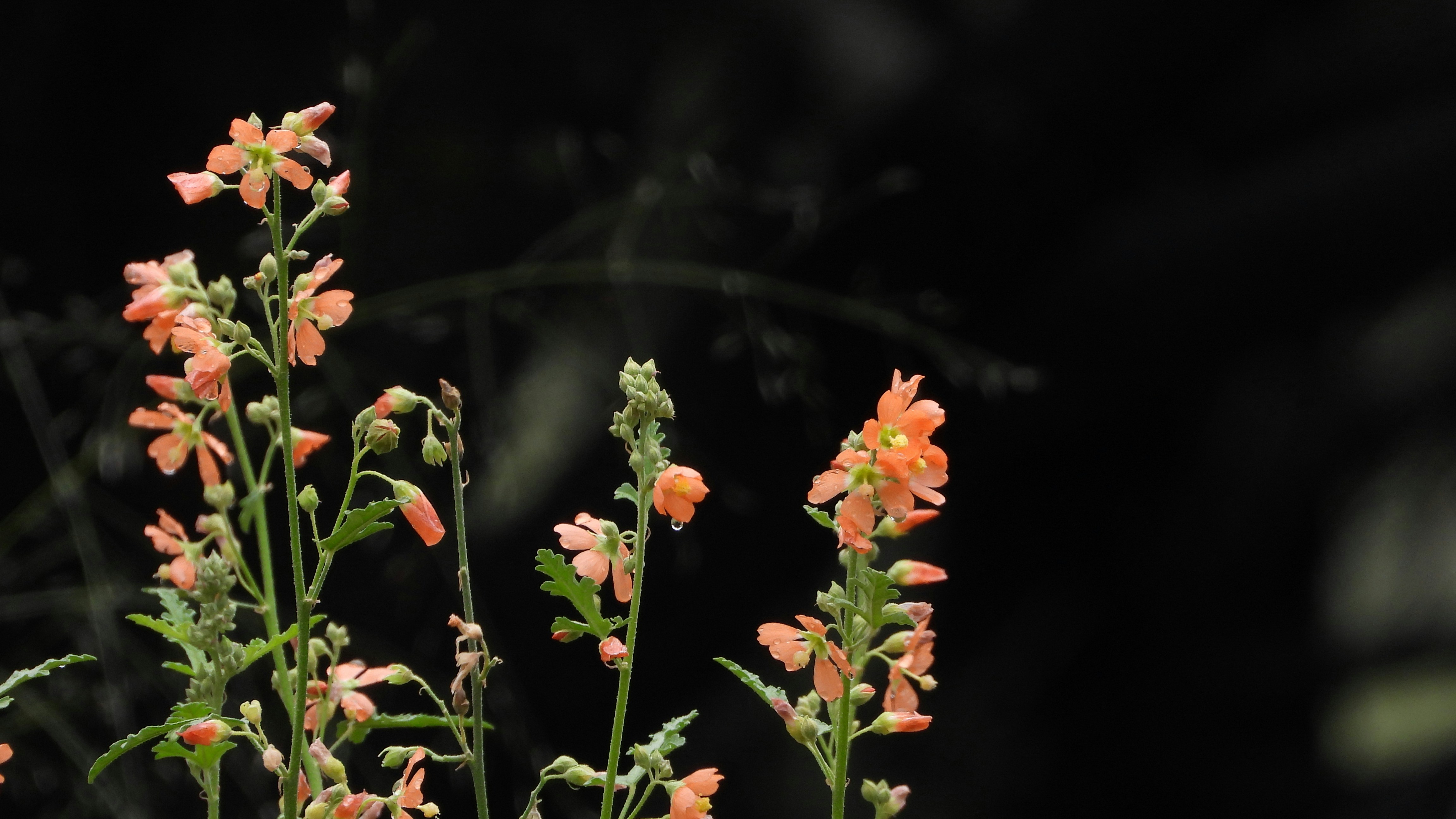 a close-up of some flowers