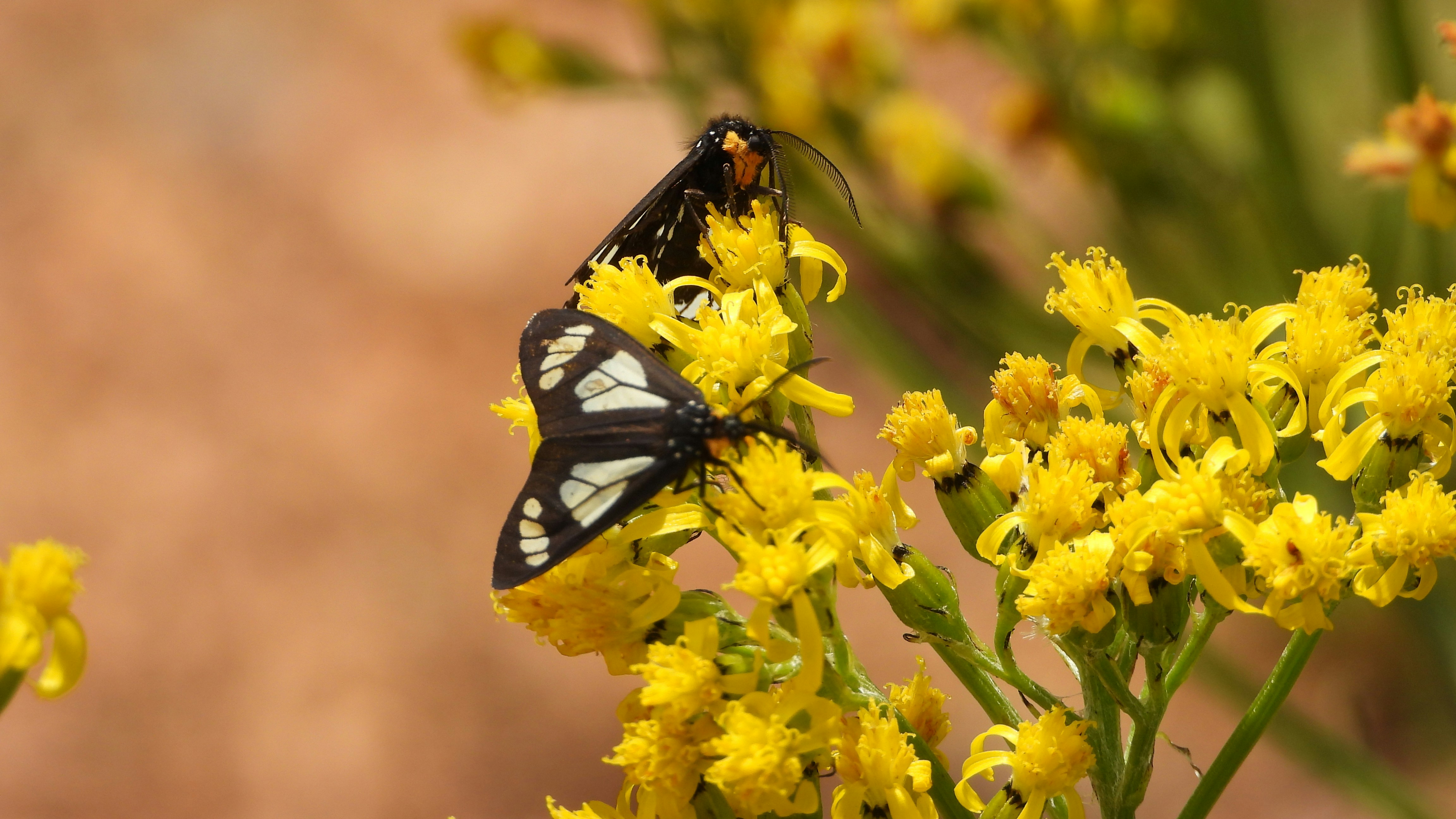 Photo by evergreene24