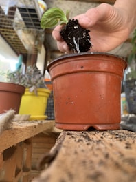 Hands holding a small tulsi plant ready for planting.