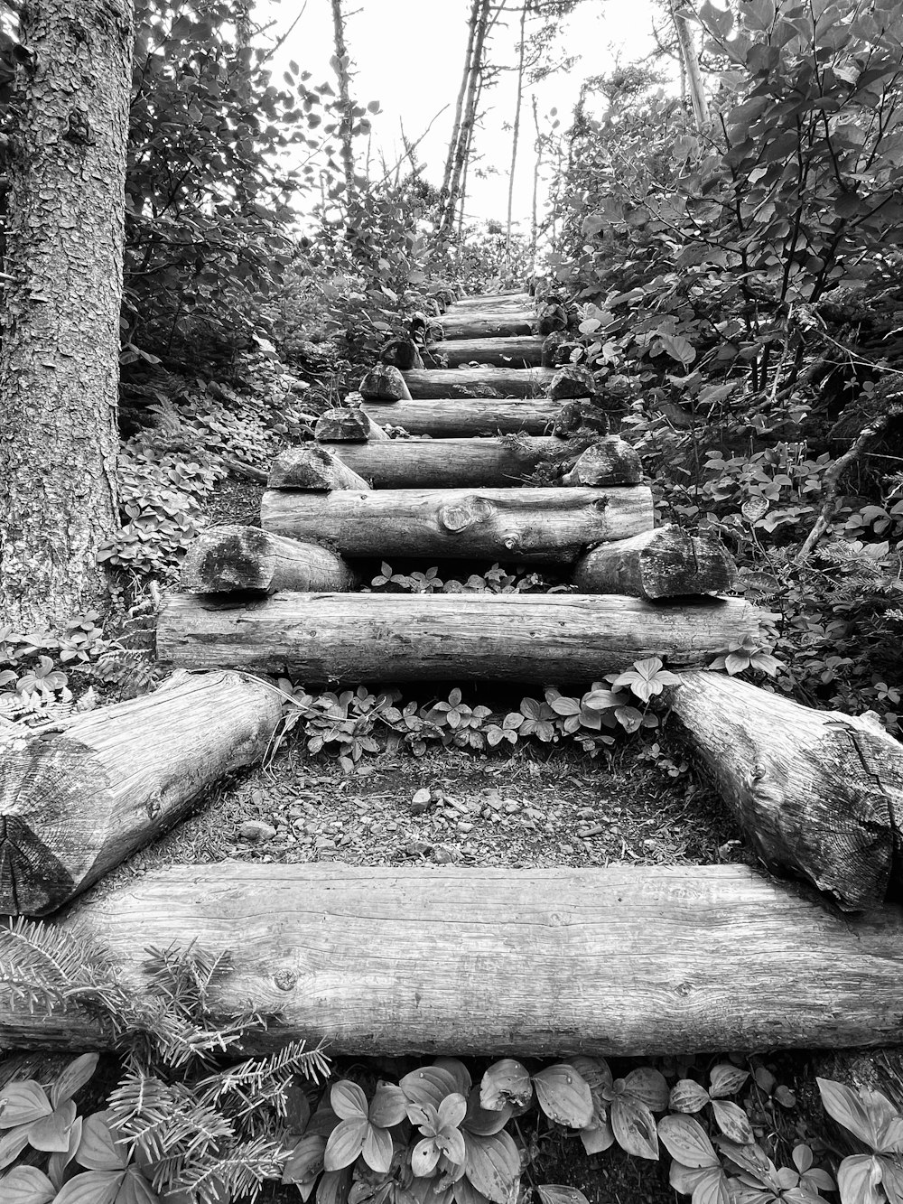 a wooden staircase in the woods