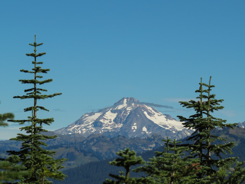 a snowy mountain with trees