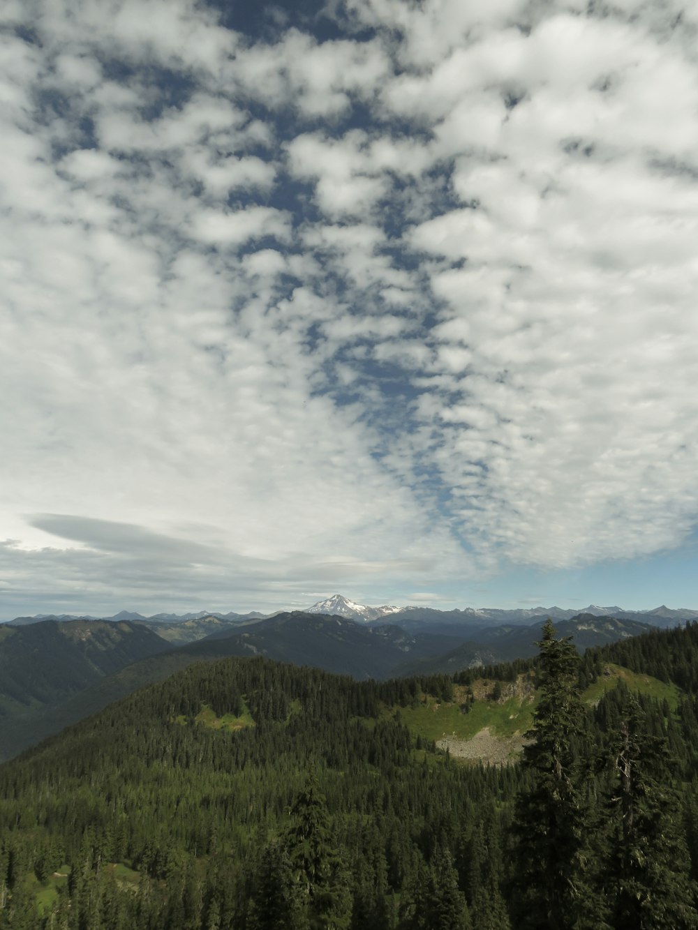 a landscape with trees and mountains in the back