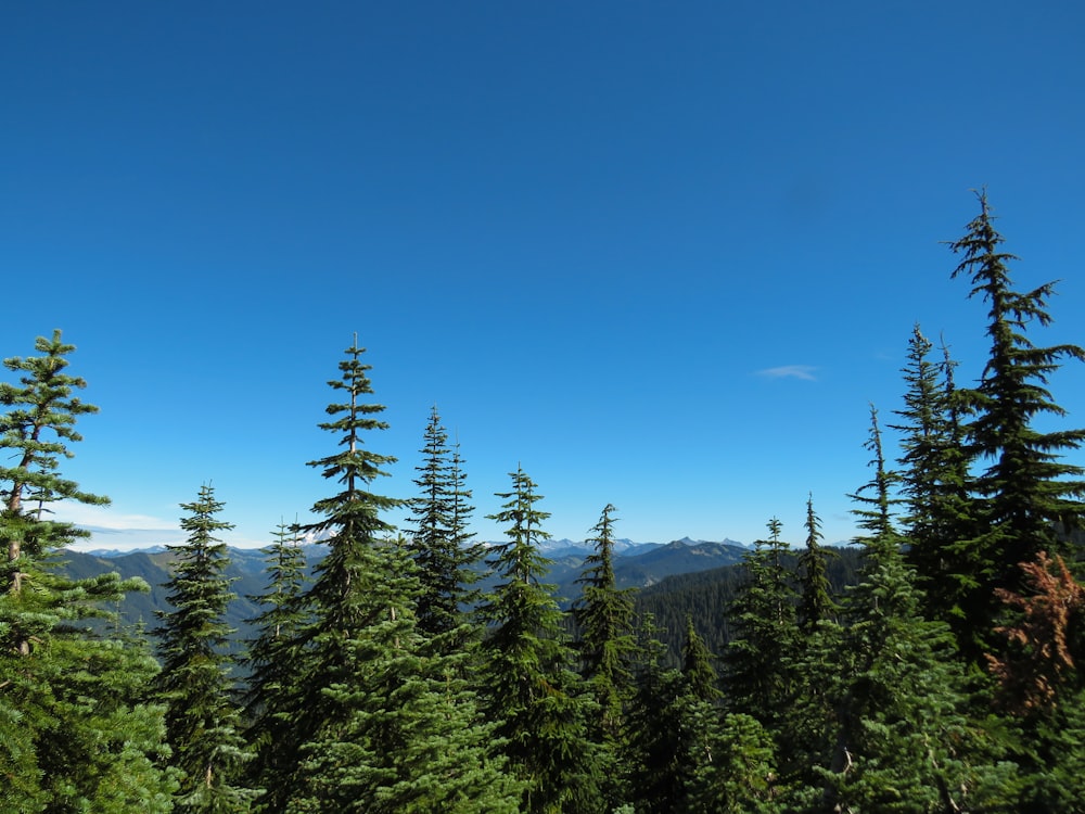 a group of trees with mountains in the background