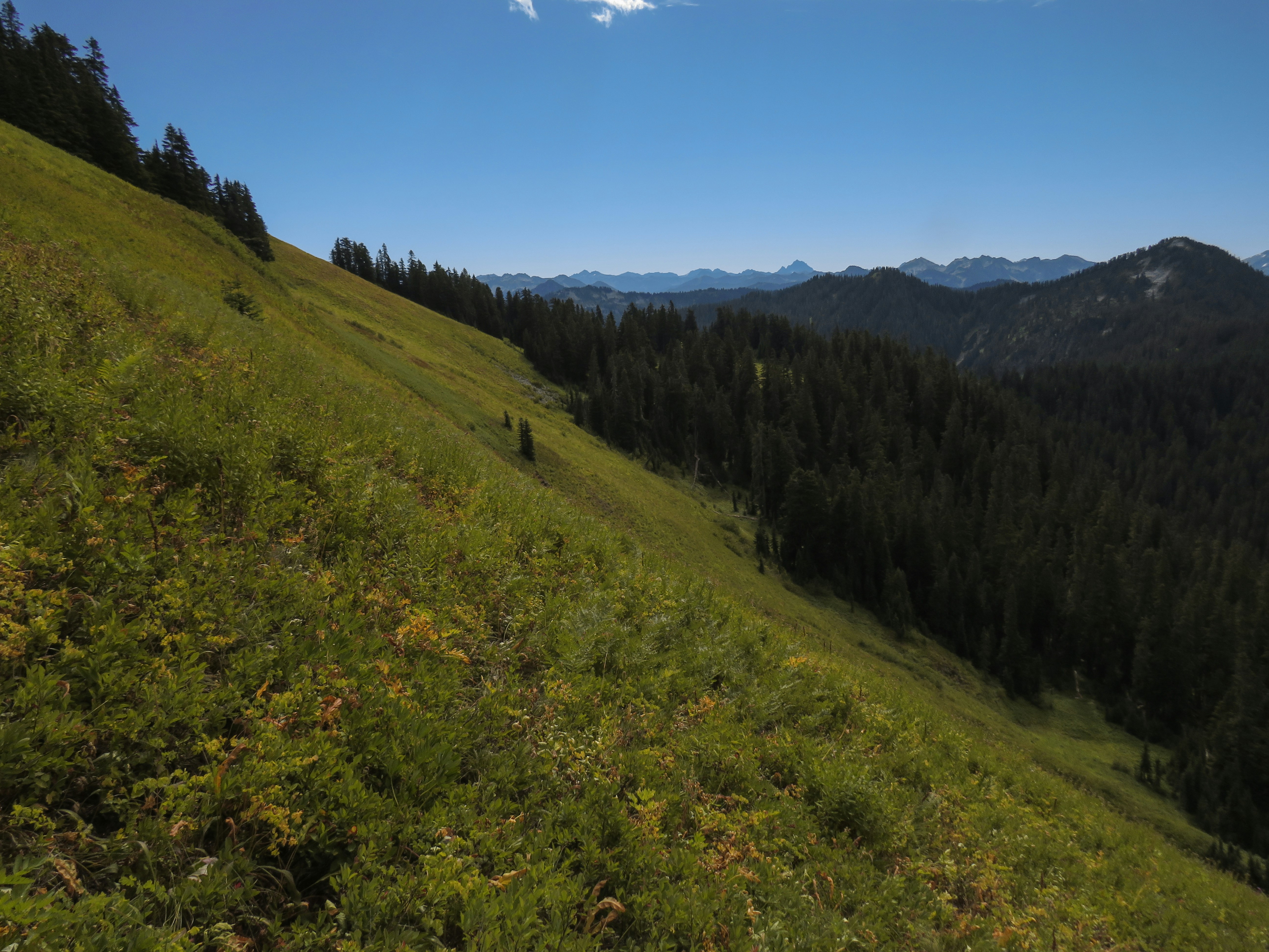a grassy hill with trees on it, Johnson Ridge to Scorpion Mountain & Joan Lake, Stevens Pass, Washington - 9/4/22