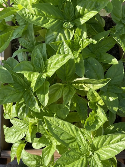 Basil