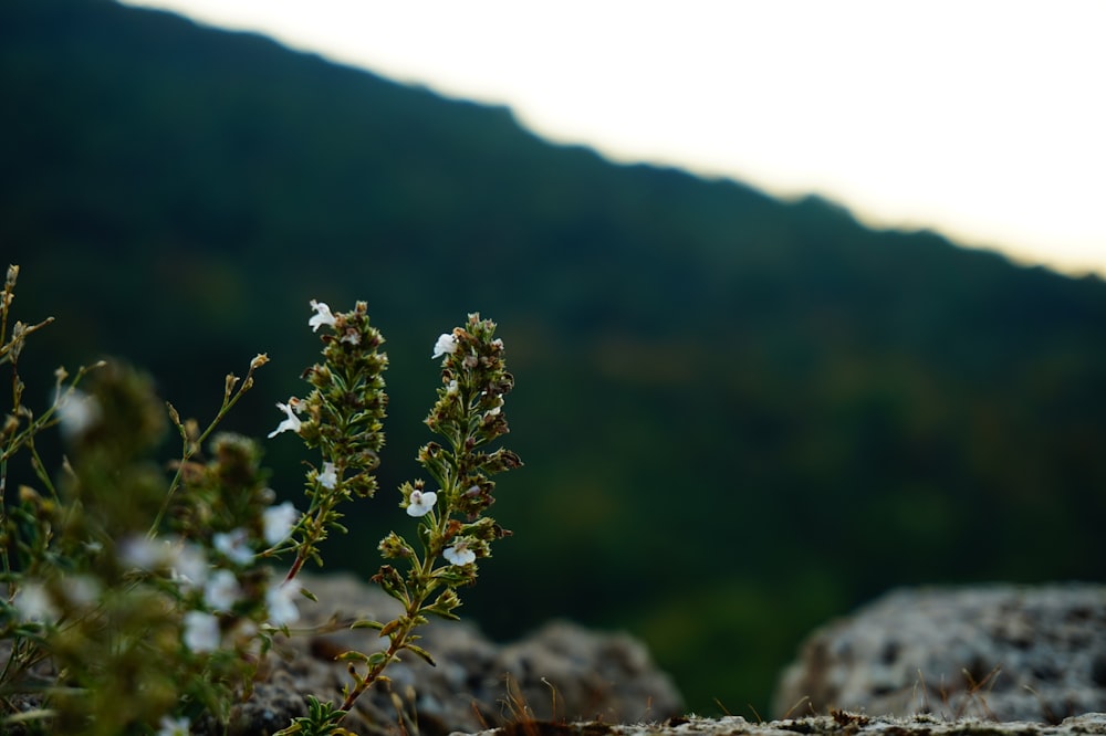 a close-up of some plants