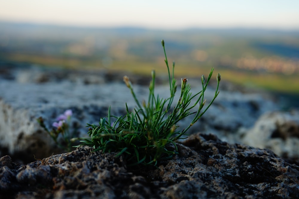 a small plant growing out of the ground