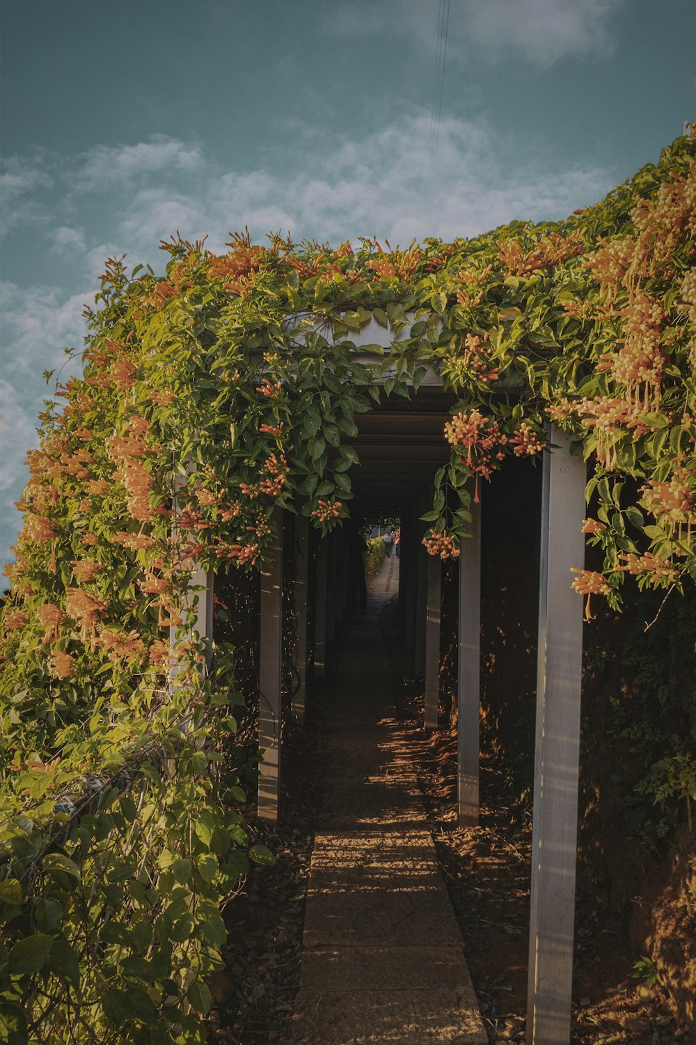 a walkway with plants on the sides